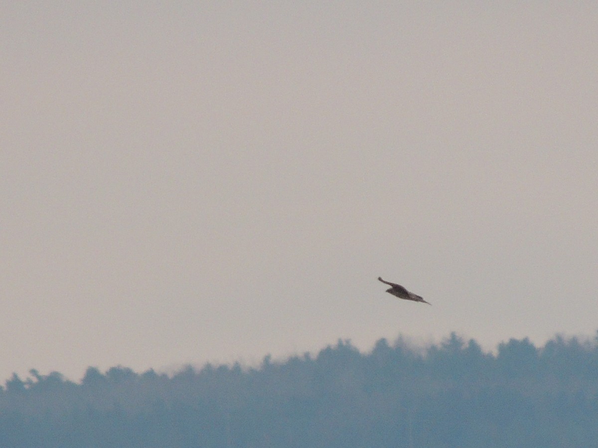 American Goshawk - Luke Berg