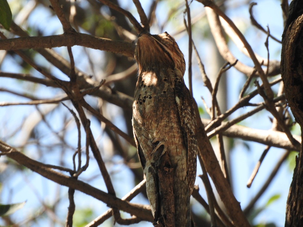 Northern Potoo - ML129844291