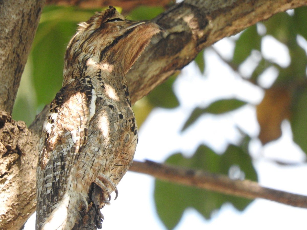 Northern Potoo - ML129844331