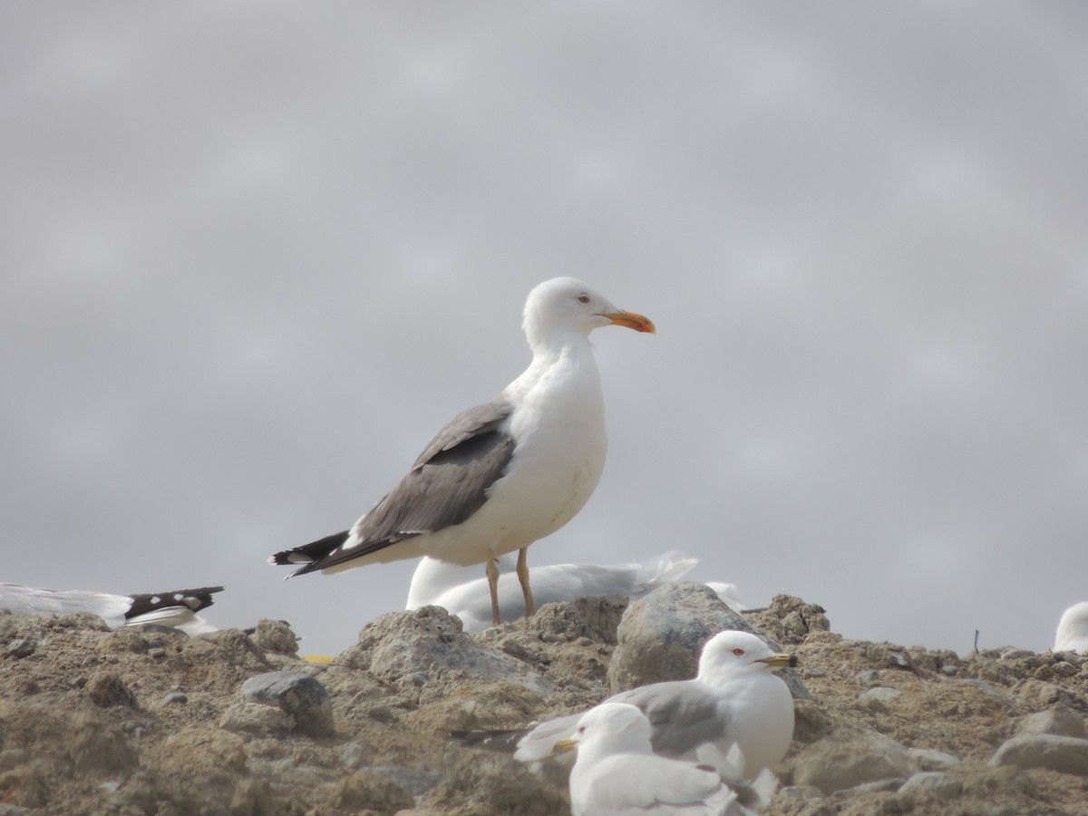 Lesser Black-backed Gull (graellsii) - Luke Berg