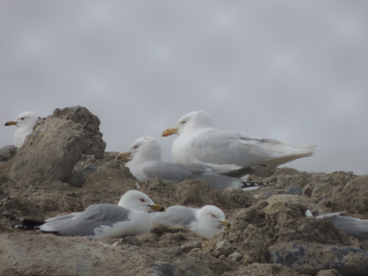 Glaucous Gull - ML129844821