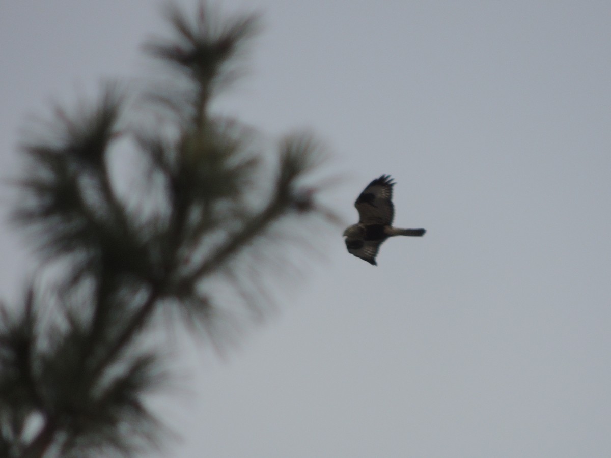 Rough-legged Hawk - ML129844831