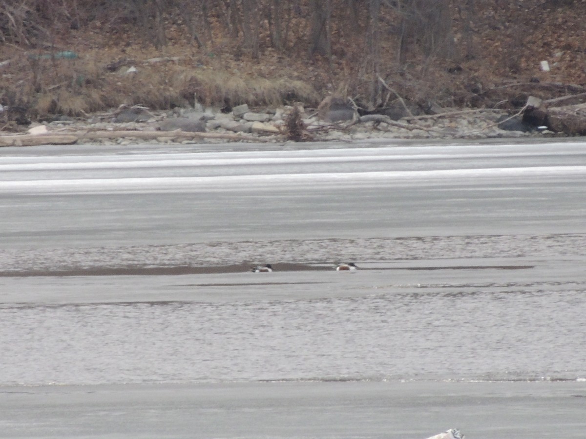 Northern Shoveler - ML129844841