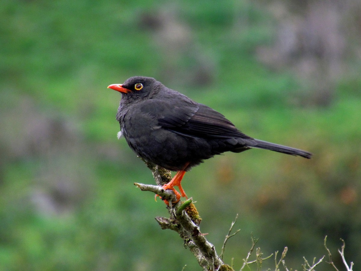 Glossy-black Thrush - ML129845171