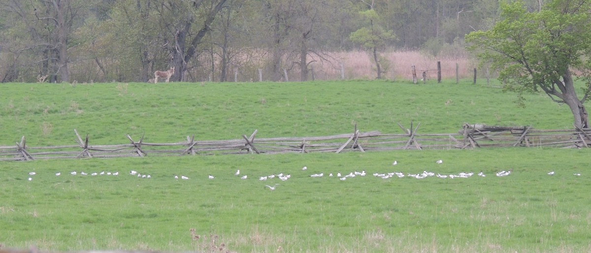 Caspian Tern - ML129845381