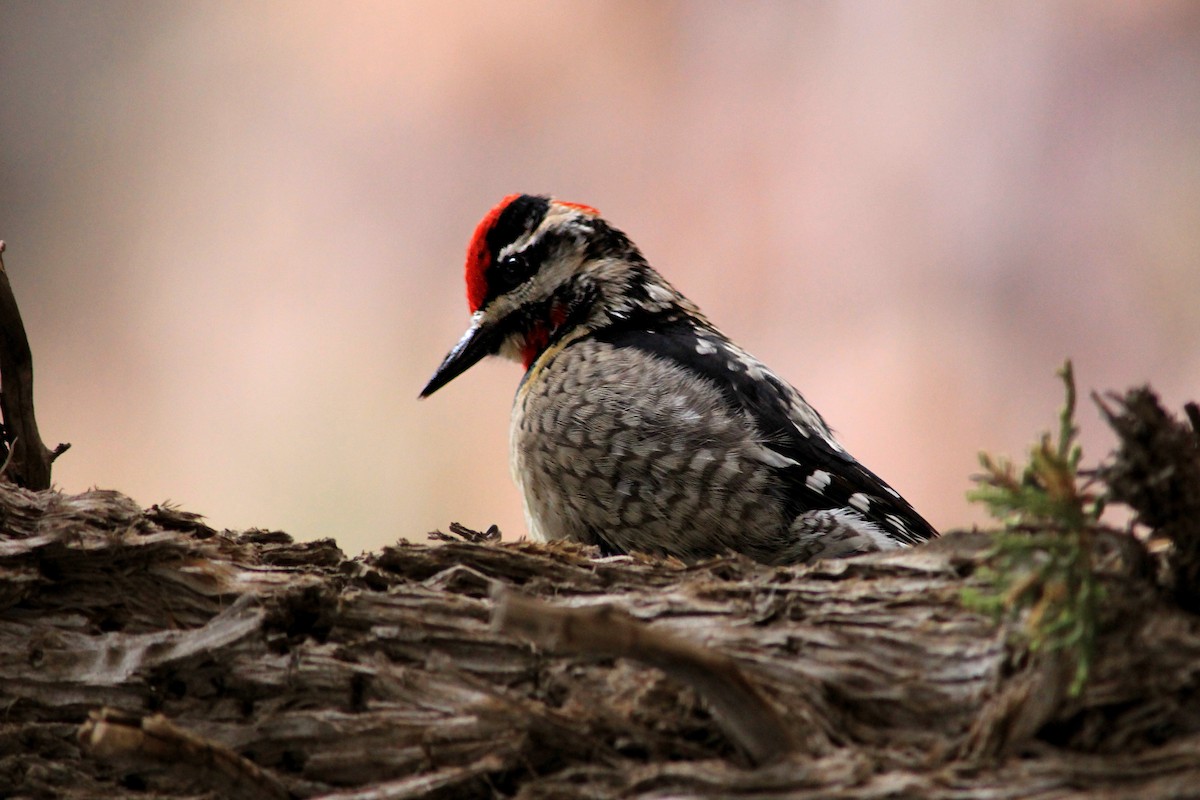 Red-naped Sapsucker - ML129848201