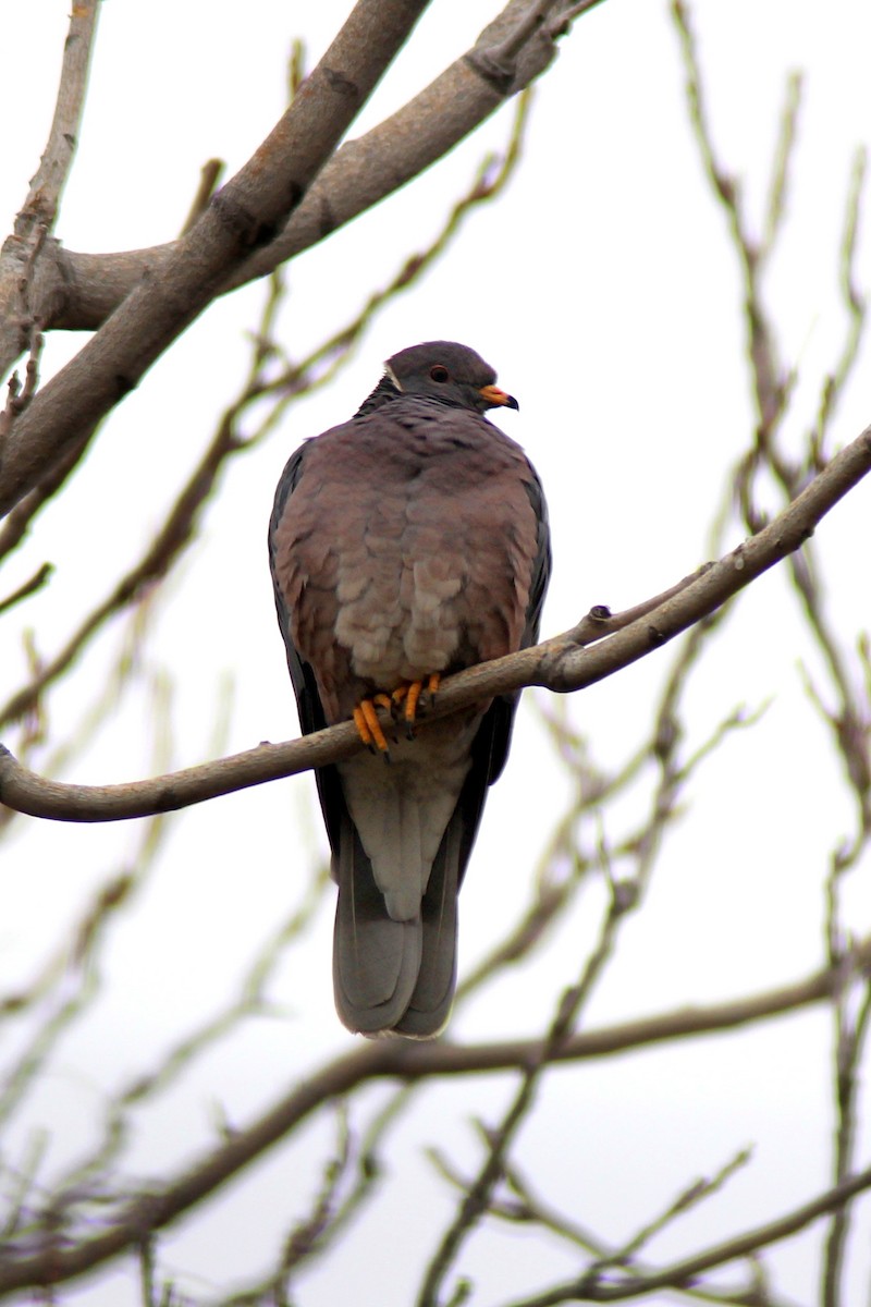Band-tailed Pigeon - ML129848231