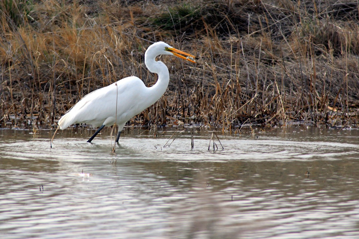 Great Egret - Matthew Pendleton