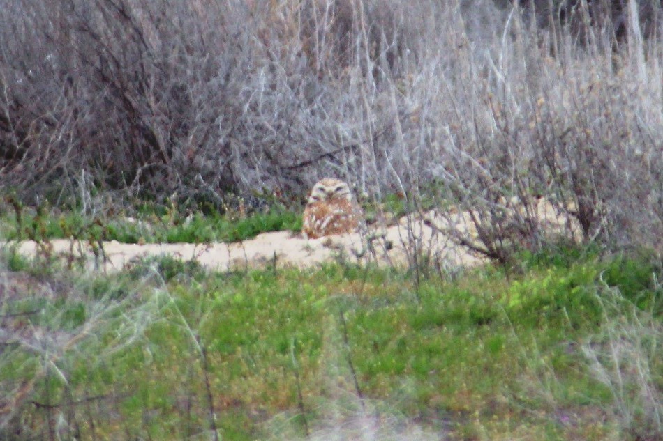 Burrowing Owl - ML129848371