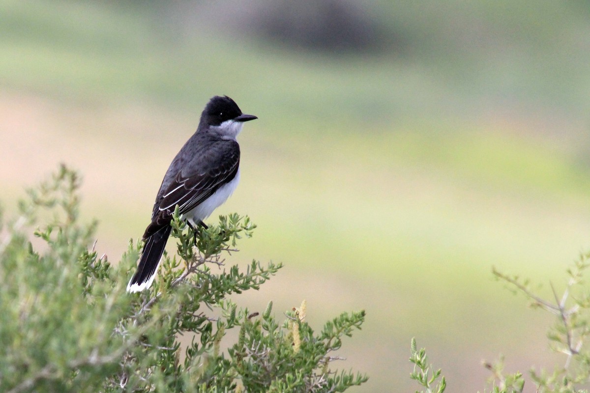 Eastern Kingbird - Matthew Pendleton