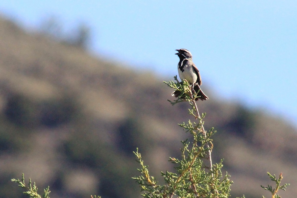 Black-throated Sparrow - Matthew Pendleton