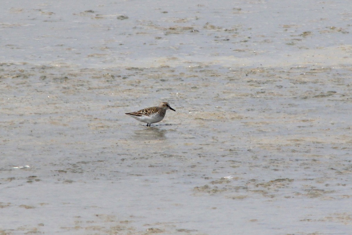 Semipalmated Sandpiper - ML129849561