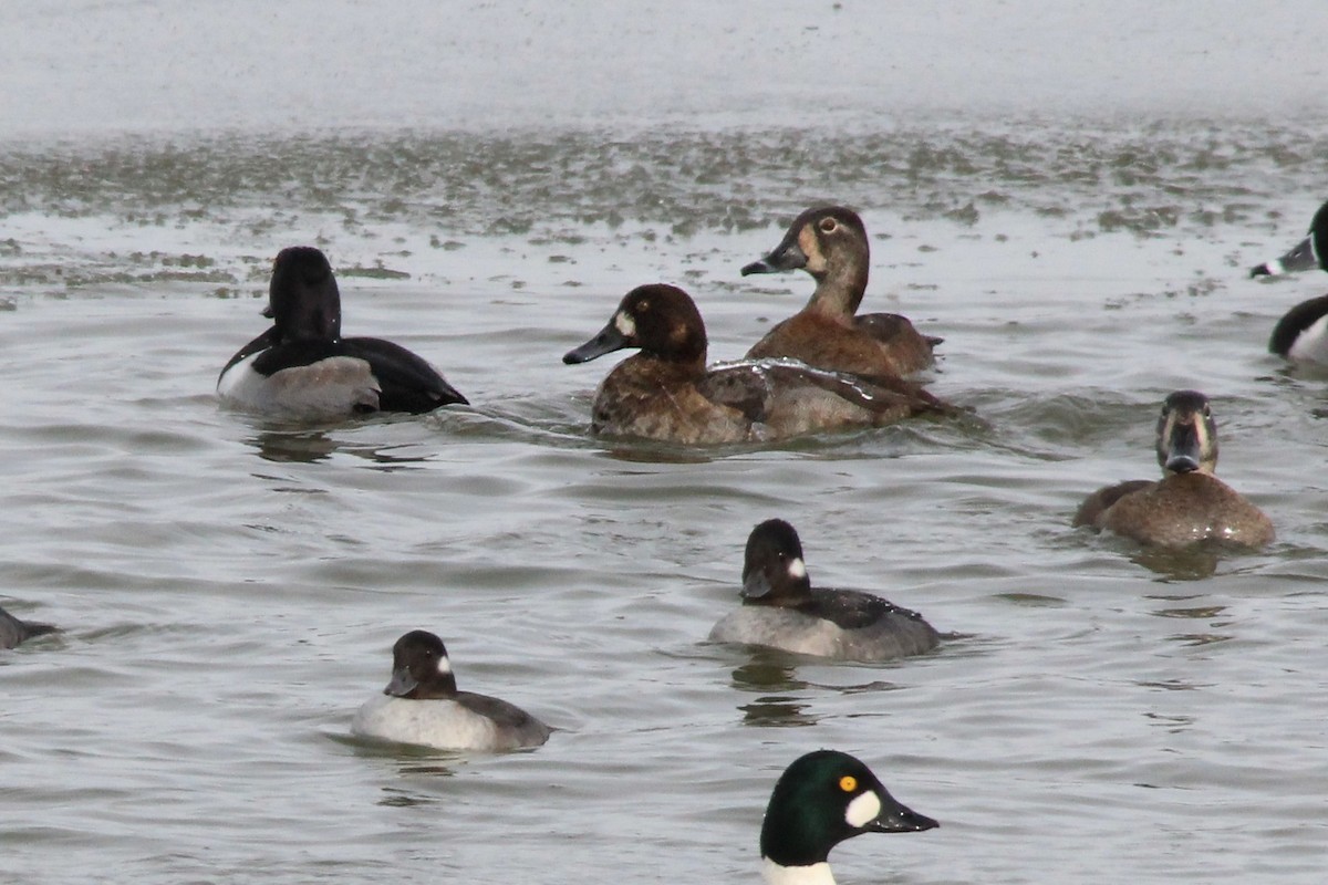 Greater Scaup - Matthew Pendleton