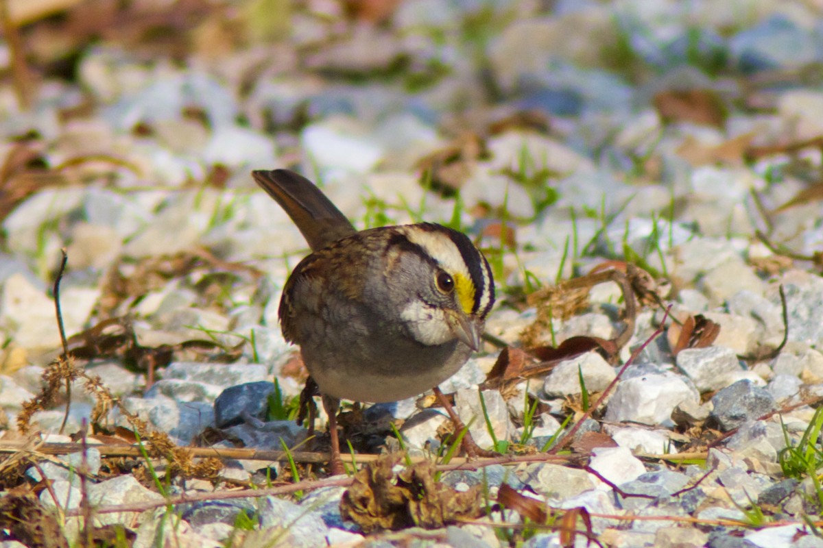 White-throated Sparrow - ML129850741