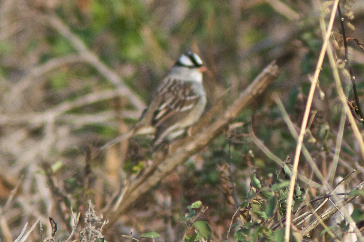 White-crowned Sparrow - ML129850751
