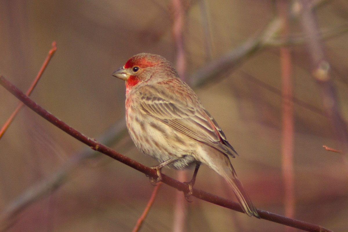 House Finch - ML129850771