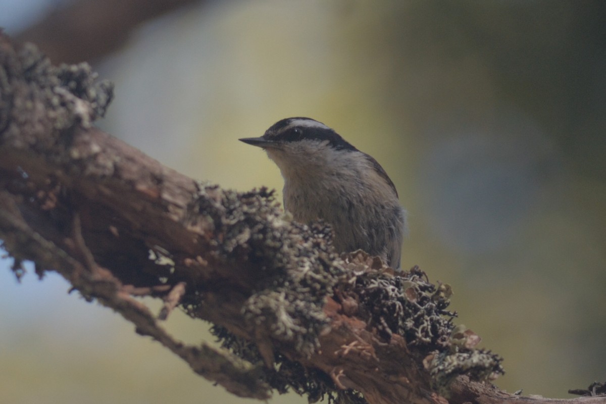 Red-breasted Nuthatch - ML129852701