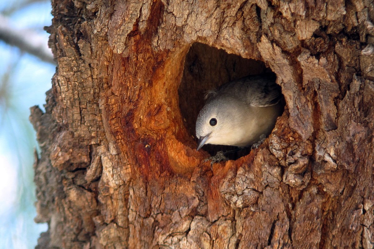 Lucy's Warbler - Scott Olmstead