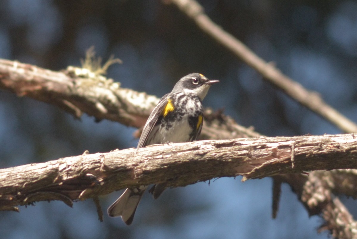 Yellow-rumped Warbler - ML129852911