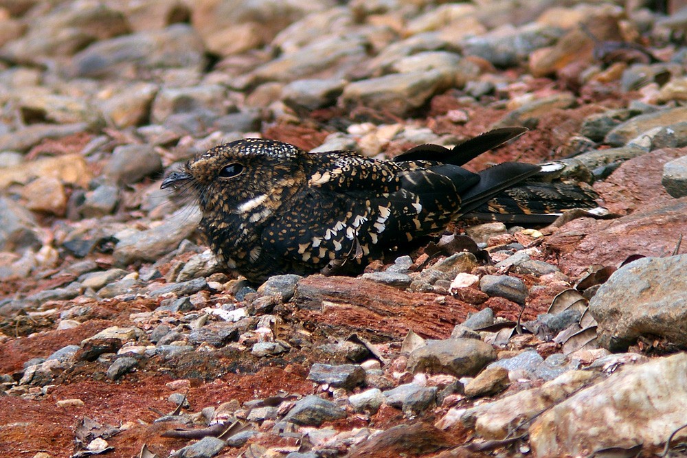 Band-winged Nightjar - ML129853131