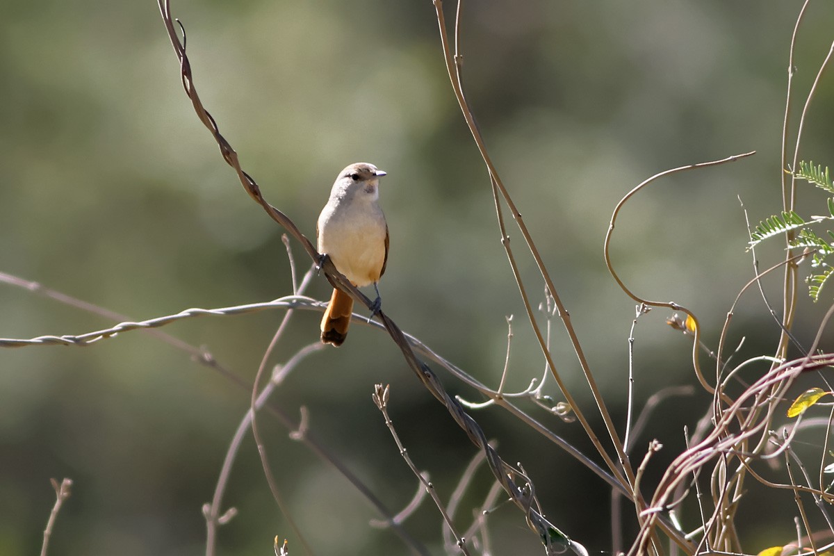 Creamy-breasted Canastero (Rusty-vented) - ML129853971