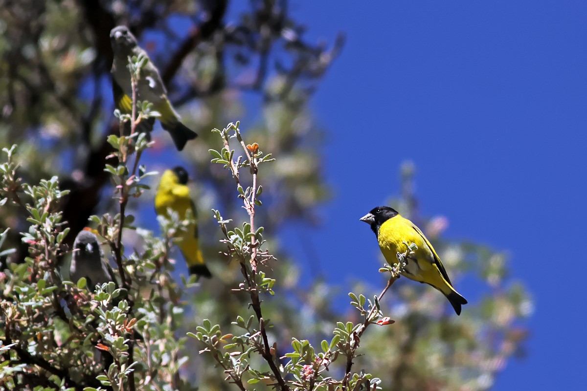 Thick-billed Siskin - ML129854021