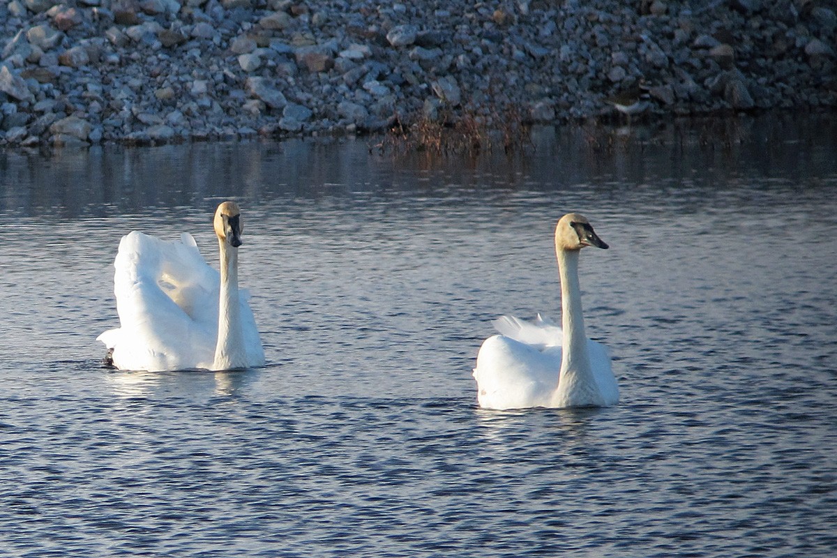 Trumpeter Swan - Scott Olmstead