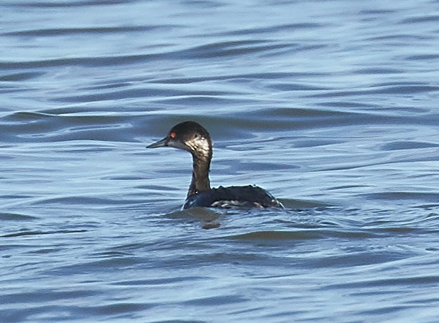 Eared Grebe - ML129854791