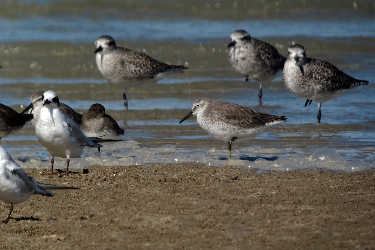 Red Knot - Scott Olmstead