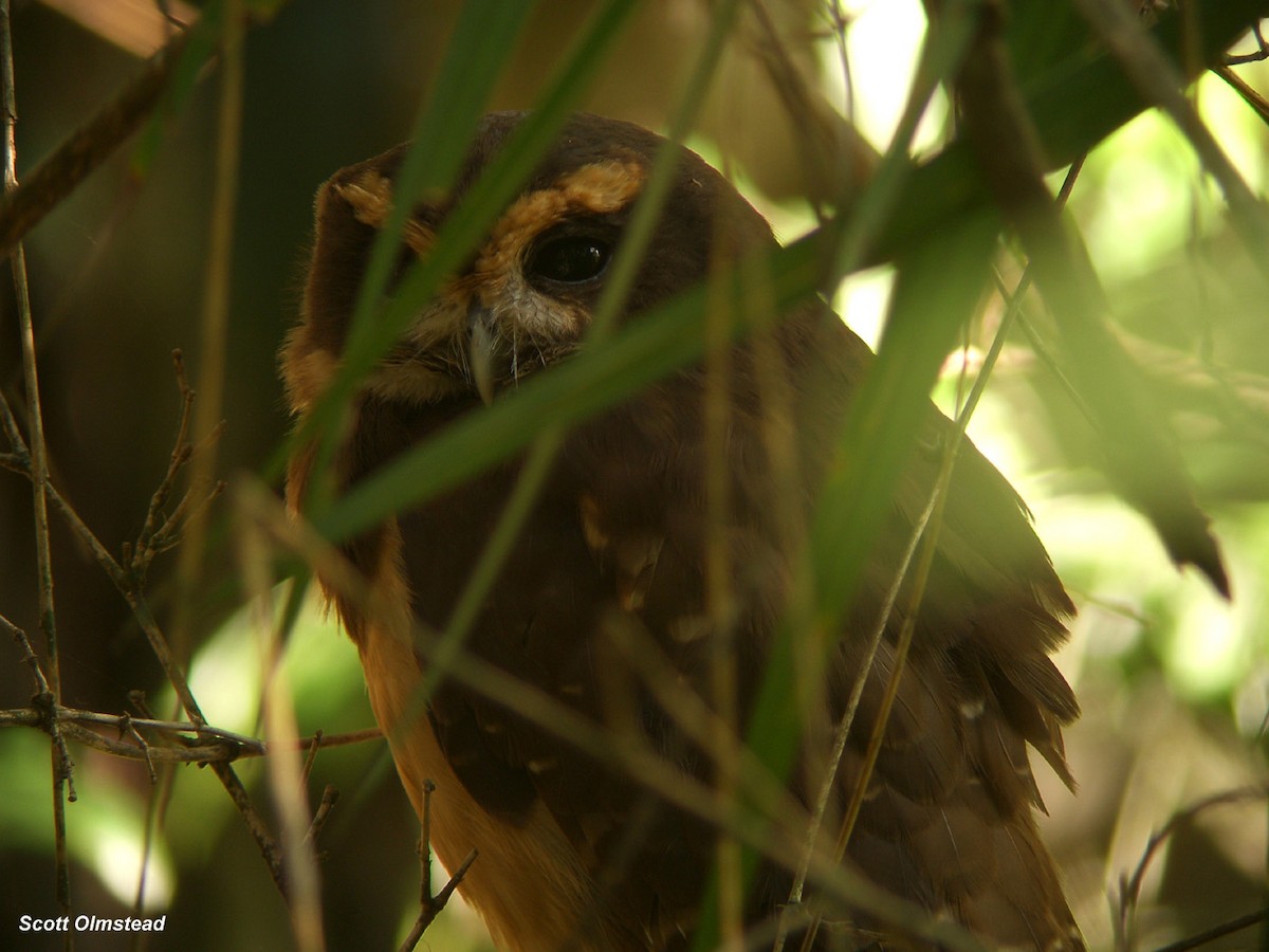 Tawny-browed Owl - ML129855021