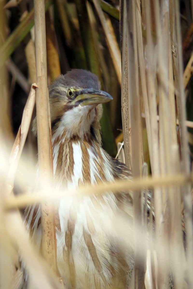 American Bittern - ML129855071