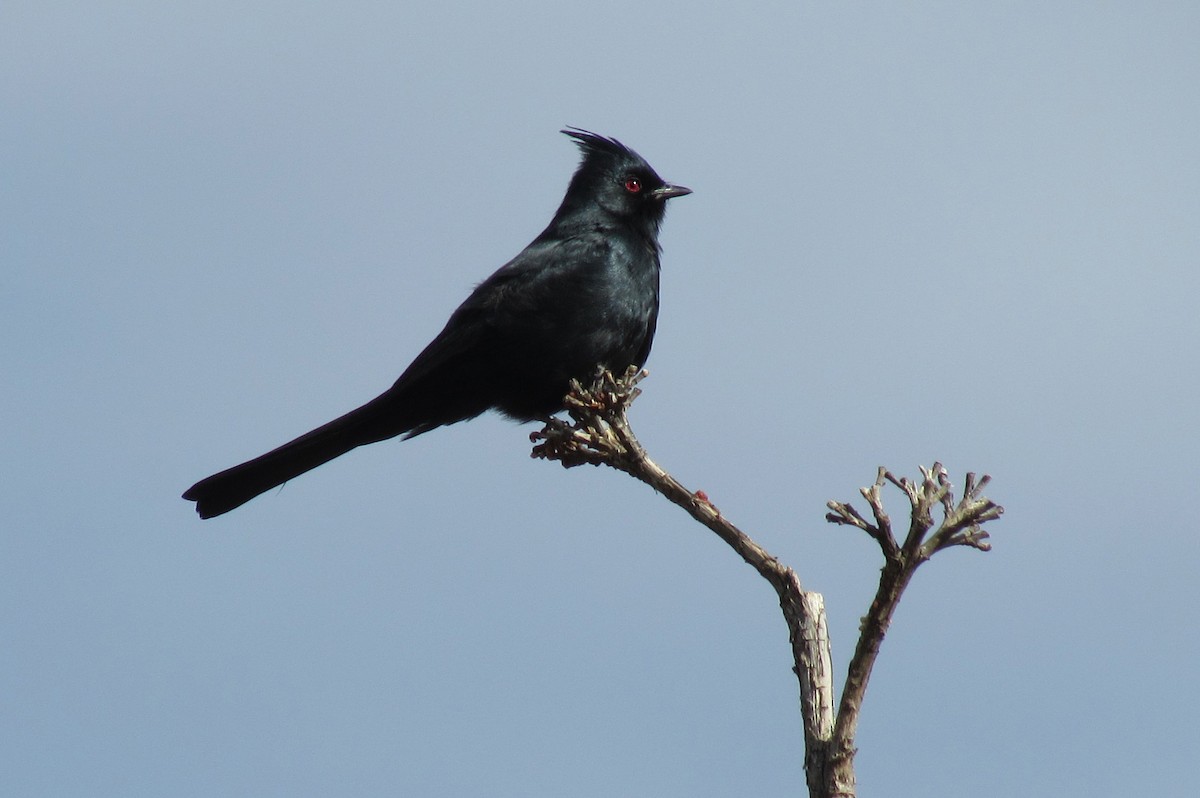 Capulinero Negro - ML129855961