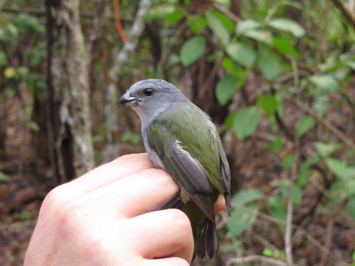 Jamaican Euphonia - ML129856061