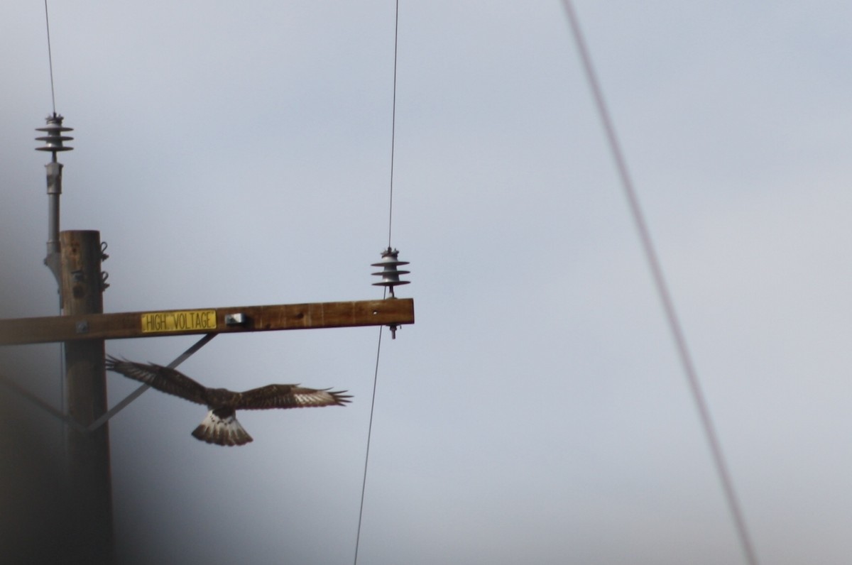 Ferruginous Hawk - ML129856711