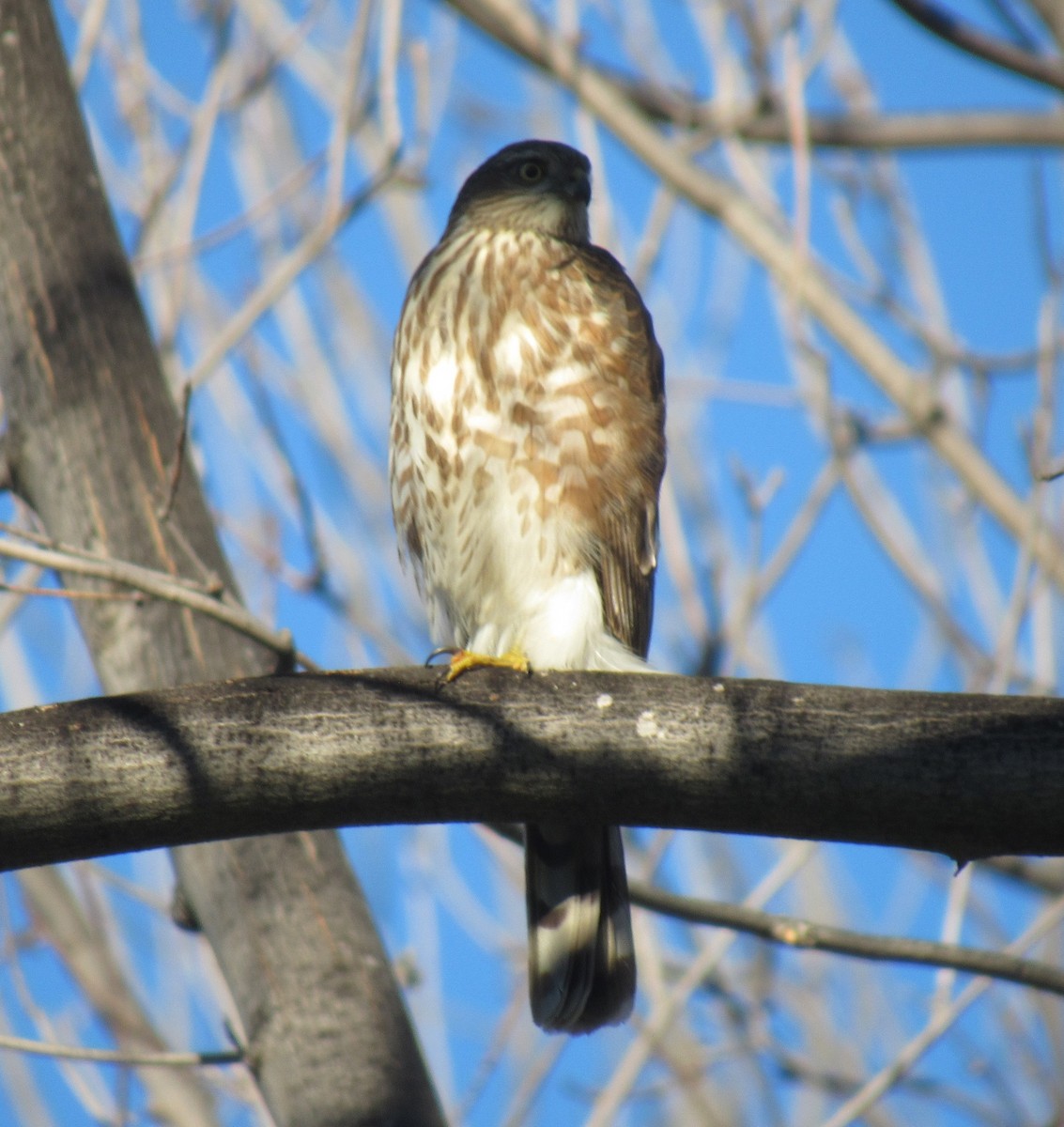 Sharp-shinned Hawk (Northern) - ML129857861