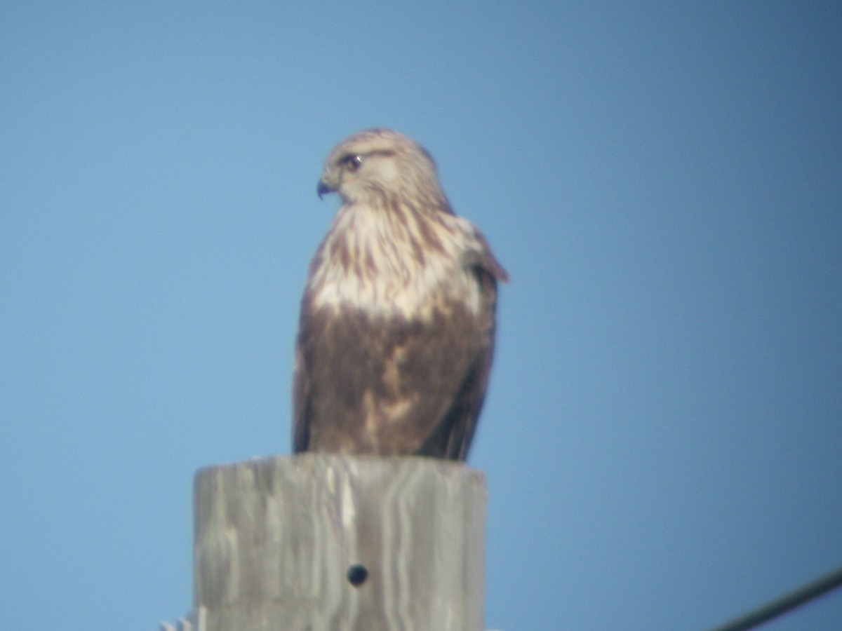 Rough-legged Hawk - Dennis Shepler