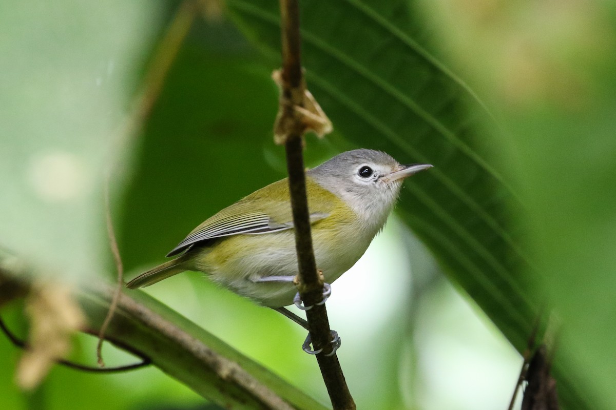 Lesser Greenlet - Blair Dudeck