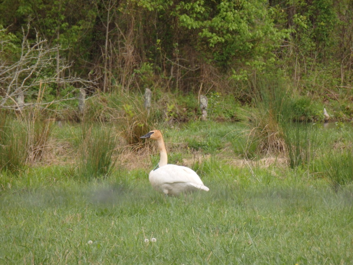 Trumpeter Swan - ML129860481