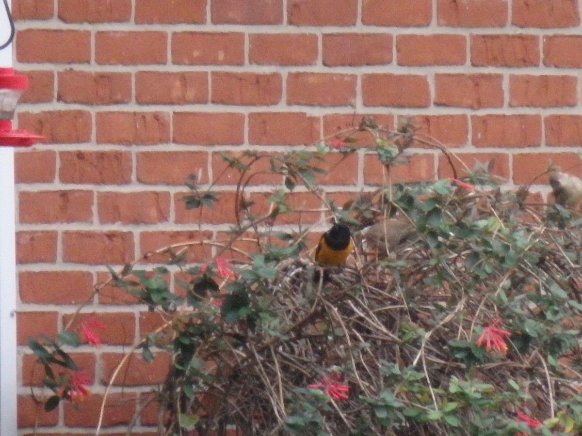 Black-vented Oriole - Dennis Shepler