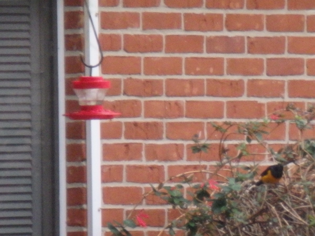Black-vented Oriole - ML129862251