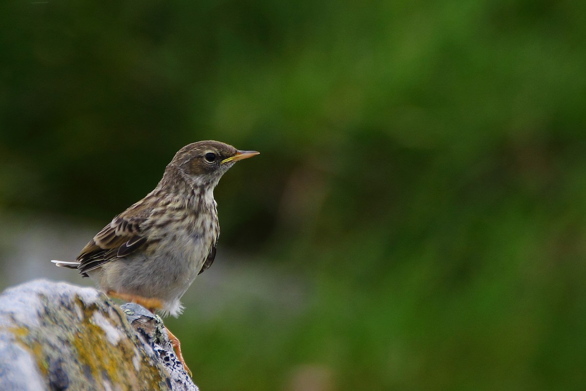Water Pipit - ML129863571