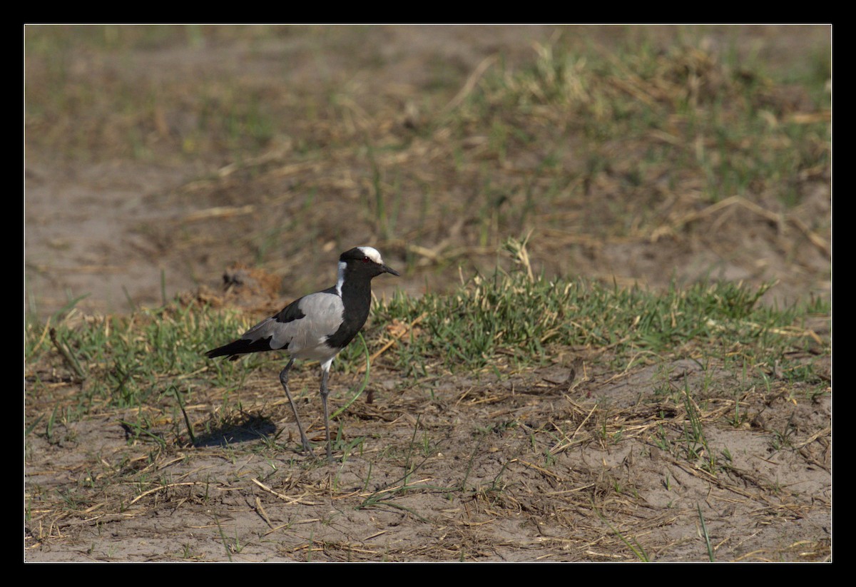 Blacksmith Lapwing - ML129864951