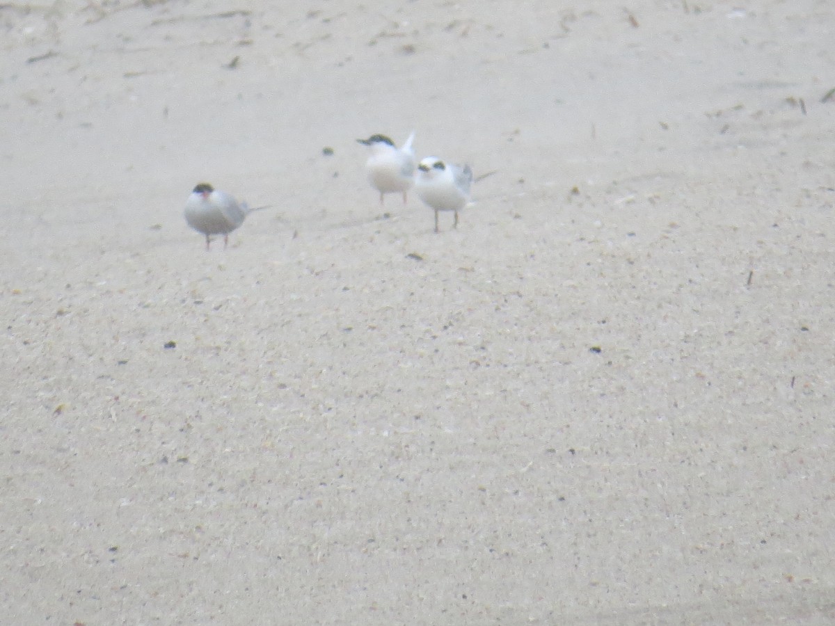 Roseate Tern - ML129866461