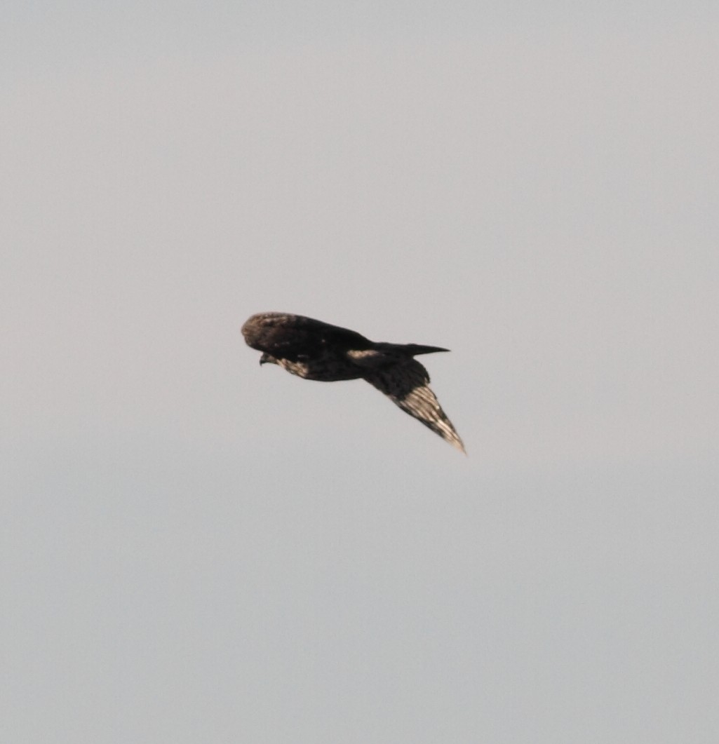 American Goshawk - ML129866841