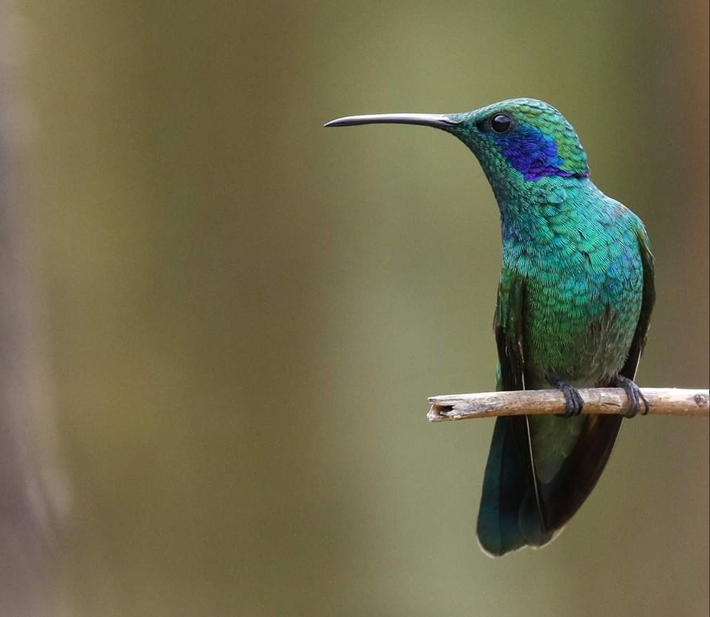 Colibrí Oreja Violeta Menor - ML129868771