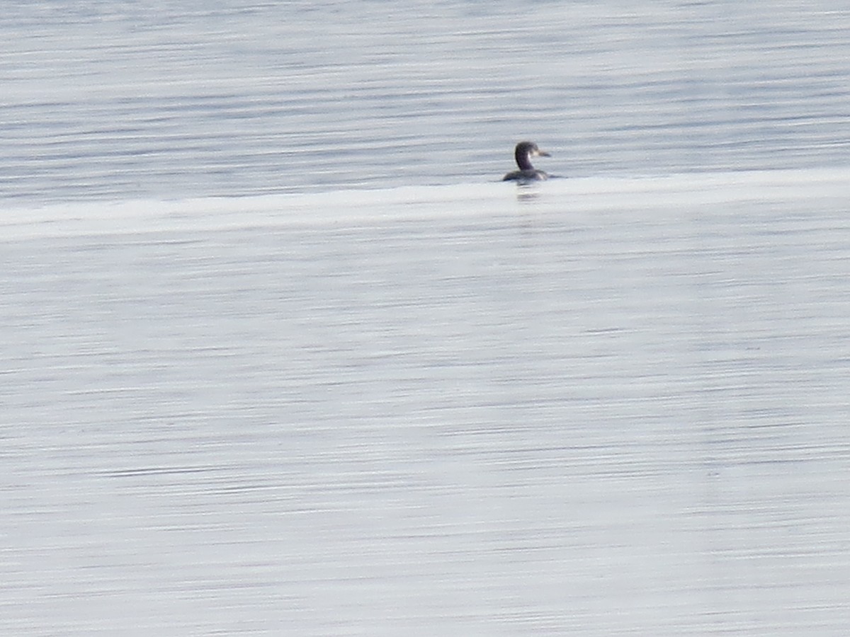 Red-necked Grebe - Tom Wheatley