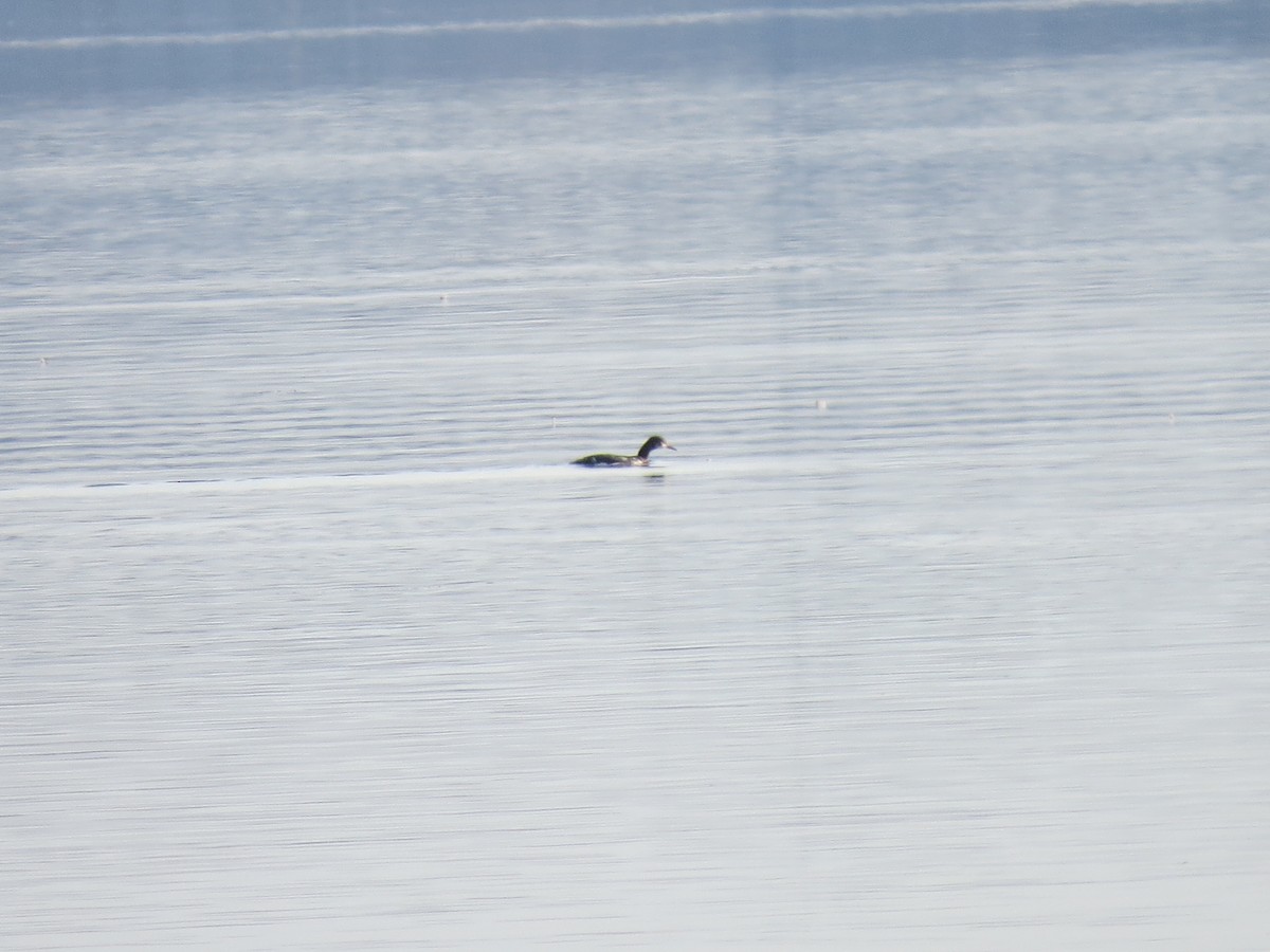 Red-necked Grebe - Tom Wheatley