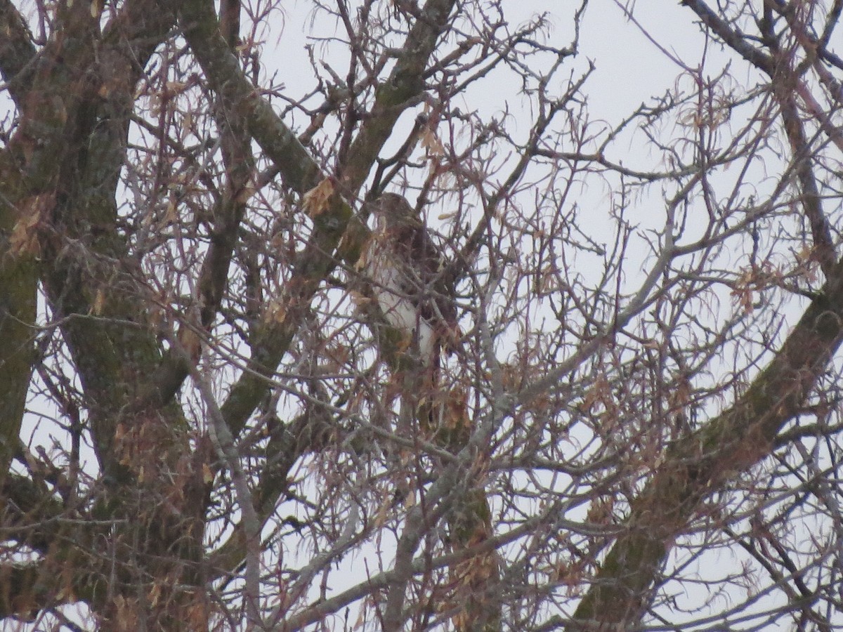 American Goshawk - ML129872111