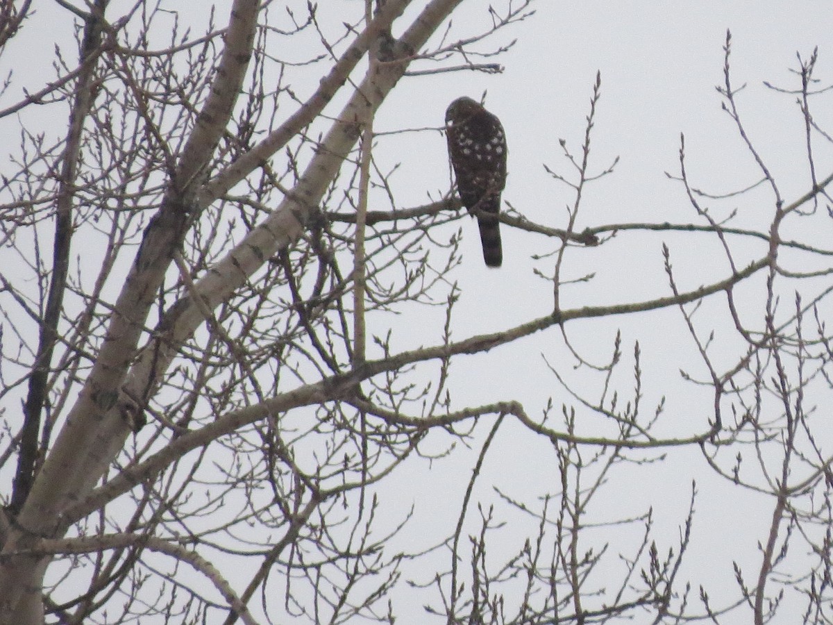 American Goshawk - ML129872131