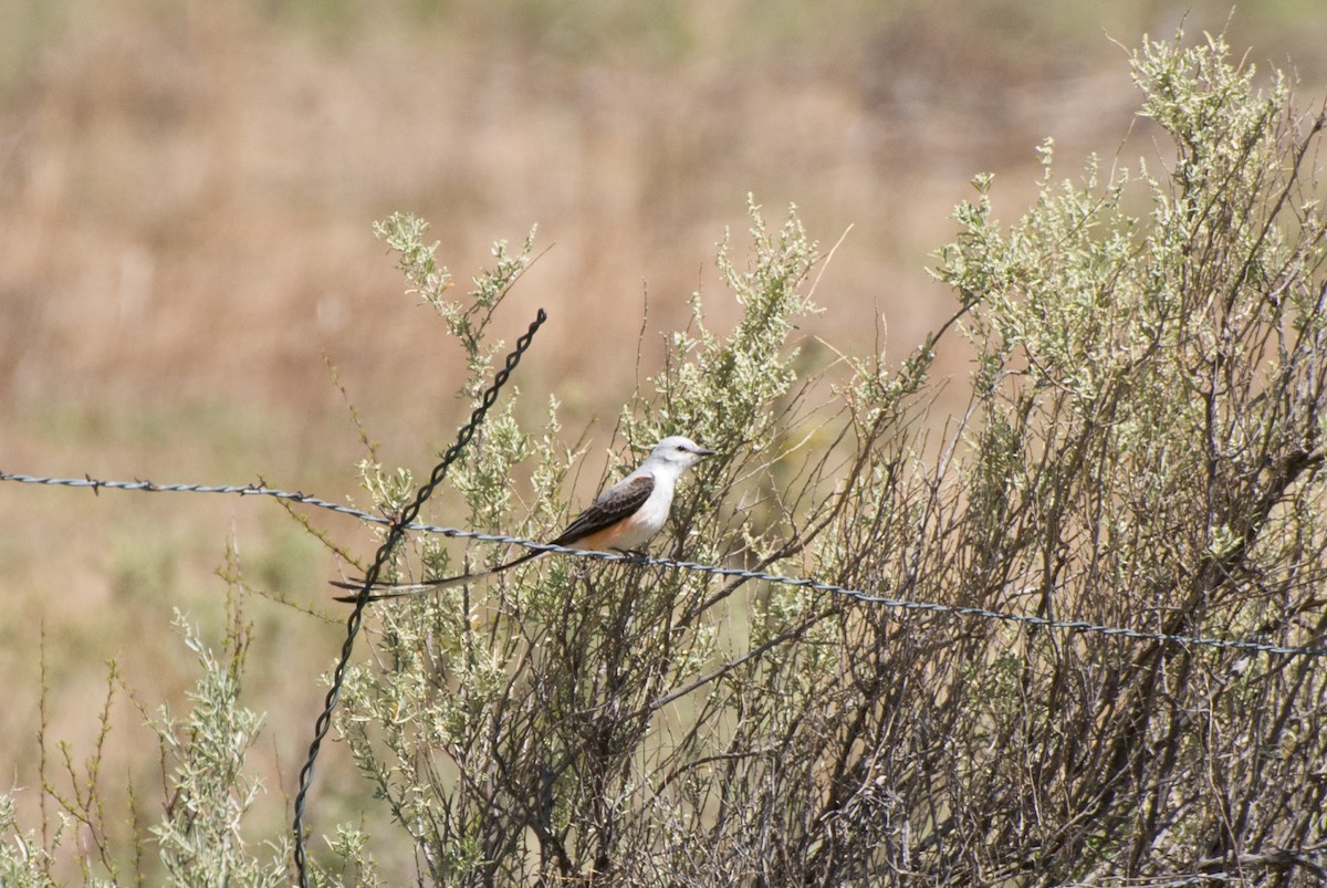 Scissor-tailed Flycatcher - ML129873101